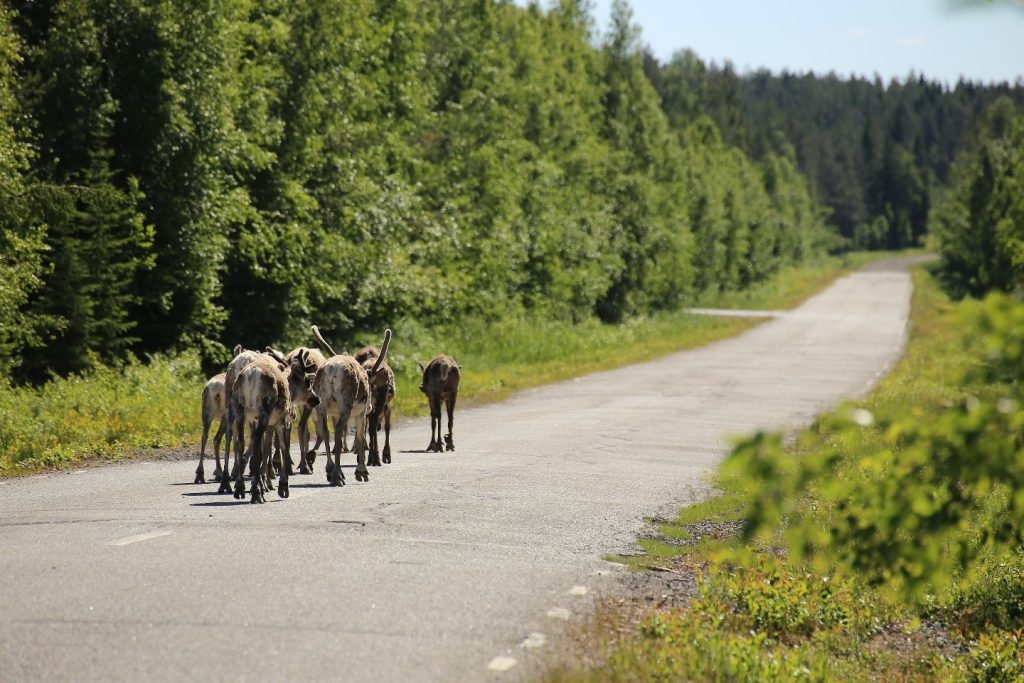 Finland Reindeer Safari